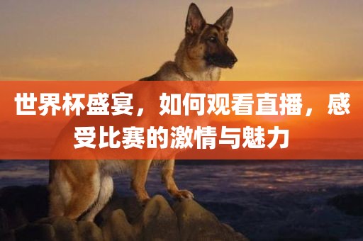 世界杯盛宴，如何观看直播，感受比赛的激情与魅力
