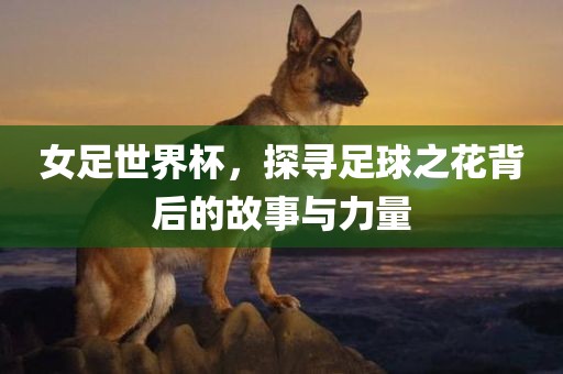 女足世界杯，探寻足球之花背后的故事与力量