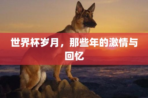 世界杯岁月，那些年的激情与回忆